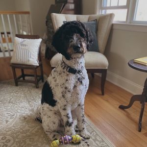 Meet your Posher, Josie